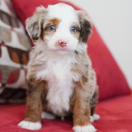 Hershey - Chocolate merle female Bernedoodle puppy in Dundee, Ohio from Down Home Doodle