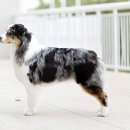 Australian Shepherds from Harmony Hill