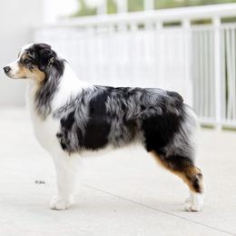 Australian Shepherds from Harmony Hill