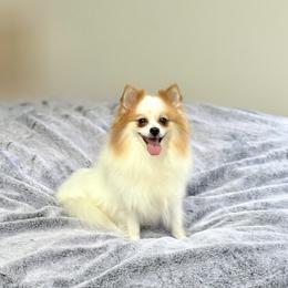 Tokyo - Pomeranian