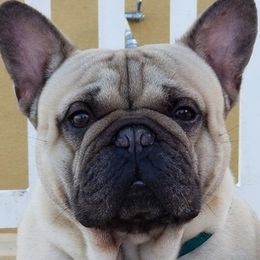French Bulldogs from Kathy's French Bulldogs