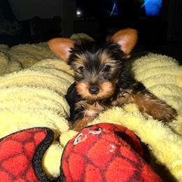 Minky - Black and tan female Yorkshire Terrier puppy in Southfield, Michigan from Yorkies for Life