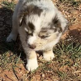 Miniature Australian Shepherd Puppies from Mini Aussies In Texas
