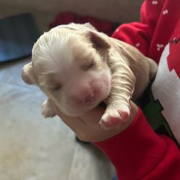 Girl 1 - Buff female Cocker Spaniel puppy in Spotsylvania, Virginia from Wilkshire Farm