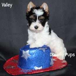 AKC Valley 2800 - Black tan and white male Biewer Terrier puppy in Kennesaw, Georgia from Dreamy Pups