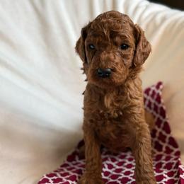 Sandy - Red  female Poodle puppy in Mount Vernon, Illinois from AMC Poodles
