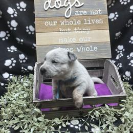 Zippy - Blue speckled male Australian Cattle Dog puppy in Saint Albans, Maine from Australian Cattle Cuties and littles