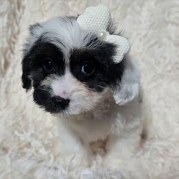 Cinder - Black and white female Cavapoo puppy in Lebanon, Kentucky from Mosaic Merle Doodles