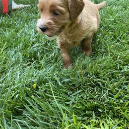 Australian Labradoodle Puppies from Kings Labradoodles