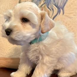Cameo - Wheaten male Miniature Schnauzer puppy in Byron, Georgia from Smilee Schnauzers