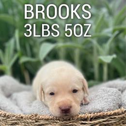 Brooks - Champagne male Dilute Retriever puppy in Puyallup, Washington from 12 Door Farm Labradors