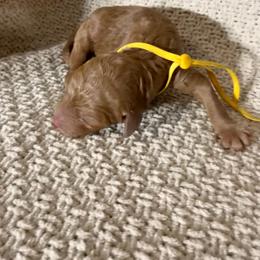 Dana - Red  female Goldendoodle puppy in Naples, Florida from Goldendoodles Of Naples,INC