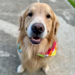 Nelson - Golden Retriever