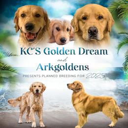 Golden Retriever puppies from KCs Golden Dream