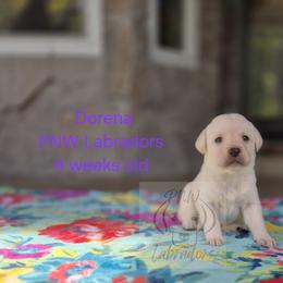 Dorena - Yellow female Labrador Retriever puppy in Rogue River, Oregon from PNW Labradors