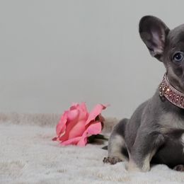 SPICE- watch her video - Blue female French Bulldog puppy in Dothan, Alabama from Elite Sweet Frenchies