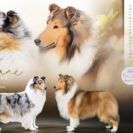 Collies from Fianna Collies
