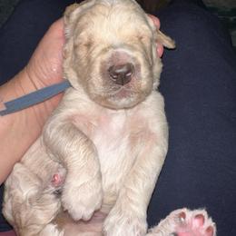 Hans - Cream male Poodle puppy in Prosperity, Pennsylvania from Stelladoodles & Company