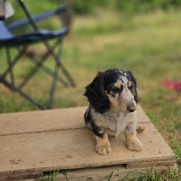 Girl 4 - Dapple female Dachshund puppy in Ethel, Washington from Mickey's Miracle Doxies