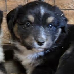 Girl 2 - female Miniature American Shepherd puppy in Goldendale, Washington from Amulet Charm