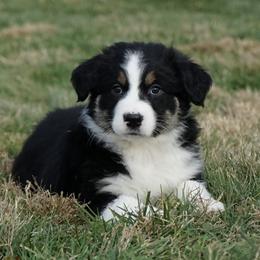 Domino - Black tri-color female Australian Shepherd puppy in Holmesville, Ohio from Coffee Run Spring at Miller Farms
