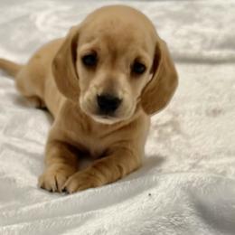 Faith - Red female Dachshund puppy in El Cajon, California from roxiesdoxies