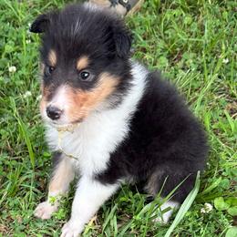 Zelda at 5 weeks old - Black white and tan female Collie puppy in Lonoke, Arkansas from Colley Collies