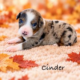 Cinder - Blue merle male Australian Shepherd puppy in Howardsville, Virginia from Spectacular Aussies and Cavaliers