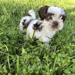 Zippy - Liver and white female Shih Tzu puppy in Kodak, Tennessee from Cutshall Babies