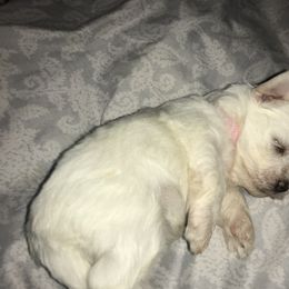 Maltese Puppies from Emotional Amor Support