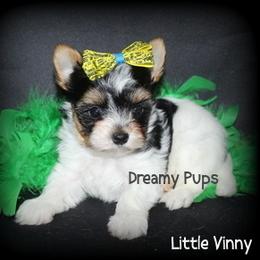 AKC Little Vinny - Black tan and white male Biewer Terrier puppy in Kennesaw, Georgia from Dreamy Pups