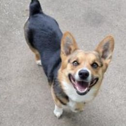 Zelda - Pembroke Welsh Corgi