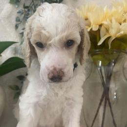 Yukon - Parti male Poodle puppy in Randallstown, Maryland from Parson Standards