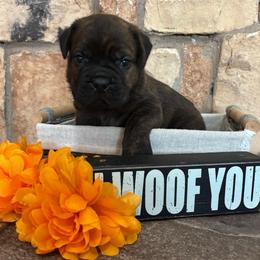 Green collar - Black brindle male Cane Corso puppy in Tucson, Arizona from Cane Corso Friends