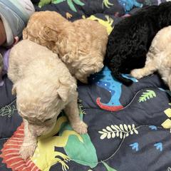 Girl 1 - White female Pumi puppy in Huntsville, Texas from TriSong TIbetan Terriers & Pumik