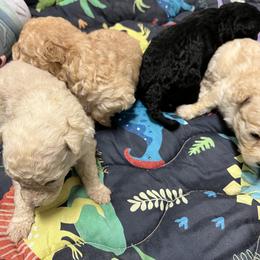 Girl 1 - White female Pumi puppy in Huntsville, Texas from TriSong TIbetan Terriers & Pumik