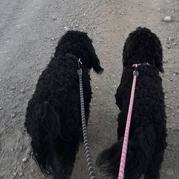 Goldendoodles from Haven Goldendoodles