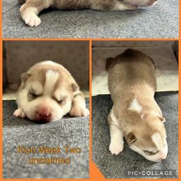 Kion - Red and white male Siberian Husky puppy in Canton, Ohio from Bleu Skies Siberian Huskies