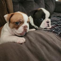 Boston Terrier and French Bulldog Puppies from Peachy Keen Bostons and Frenchies
