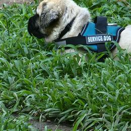 Mastiff Puppies from Stoneheart Mastiffs