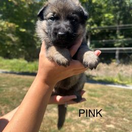 Pink - Sable female German Shepherd puppy in Catlettsburg, Kentucky from Von Holbrook Kennels