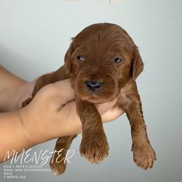 Muenster - Red  male Goldendoodle puppy in Garden Grove, California from Sunkissed Doodles