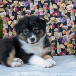 Annie - Black tri-color female Australian Shepherd puppy in Mc Alpin, Florida from Golden Gait Australian Shepherds