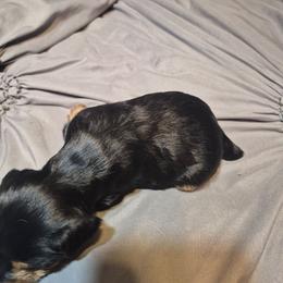 Baby girl 2 - Black and tan female Yorkshire Terrier puppy in Seneca, South Carolina from Lee's Puppies