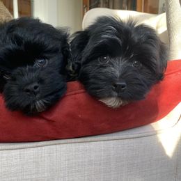 Havanese Puppies from Biscuits N Gravy Havanese