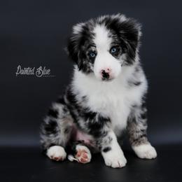 Australian Shepherd, Miniature American Shepherd, Miniature Australian Shepherd, and Toy Australian Shepherd Puppies from Painted Blue Aussies