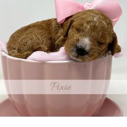 Pixie - Red  female Goldendoodle puppy in State Road, North Carolina from Must Love Doodles