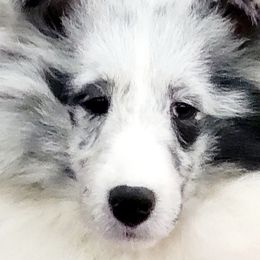 Collies and Shetland Sheepdogs from Zandria Collies and Shetland Sheepdogs