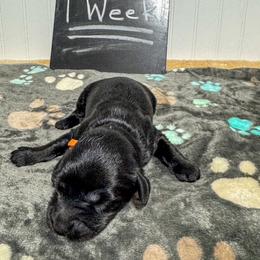 Otis - Black male Australian Labradoodle puppy in Avon, Indiana from Forever Friends Labradoodles