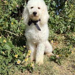 Cielo - Red female Bernedoodle puppy in Queen Creek, Arizona from Dulcito Doodles